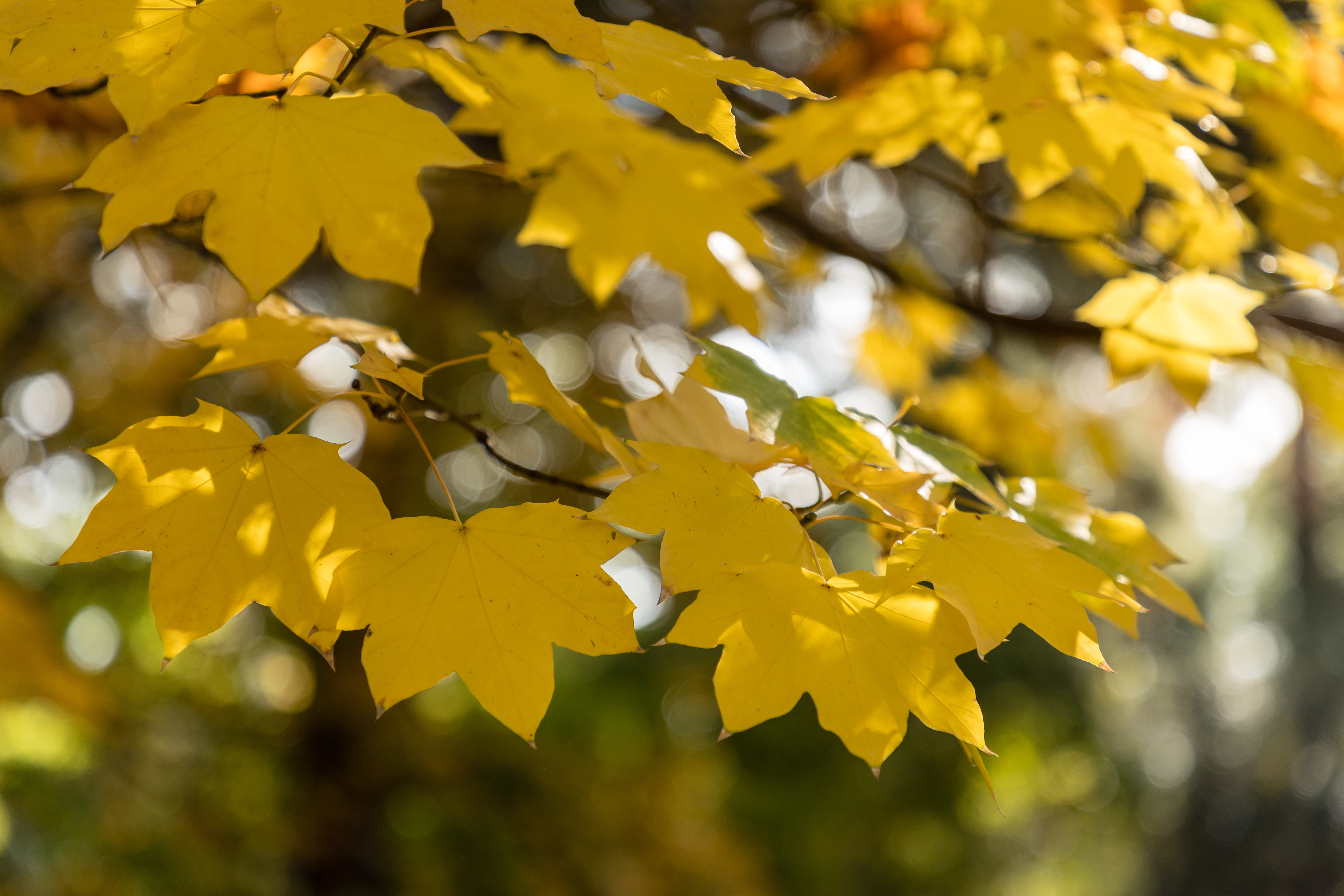 Acer mono - Common Bonsai,Hardwood - Painted Maple