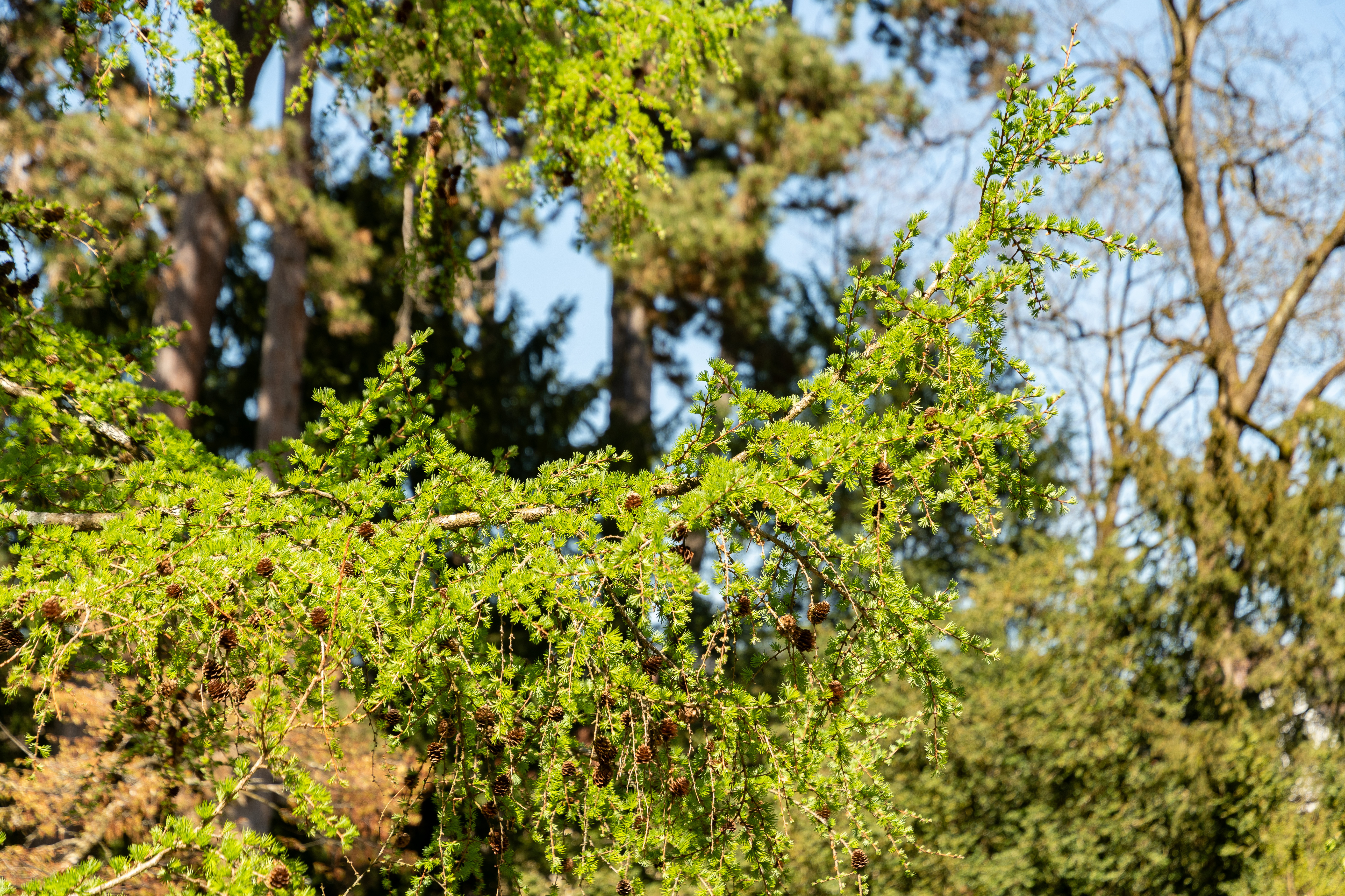 Larix x eurolepis - Common Bonsai,Conifer - Dunkeld Larch