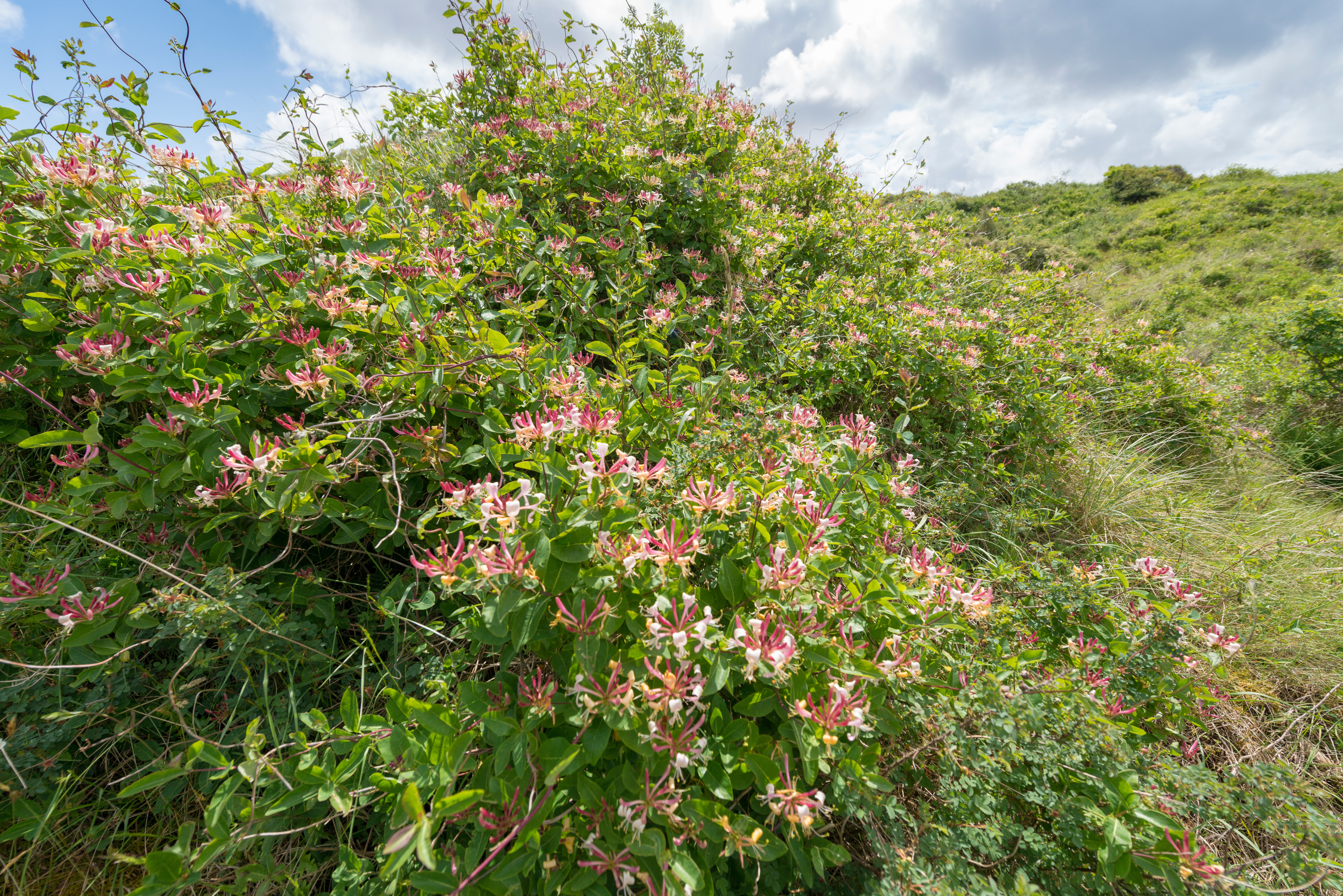 Lonicera etrusca - Vine - Etruscan Honeysuckle