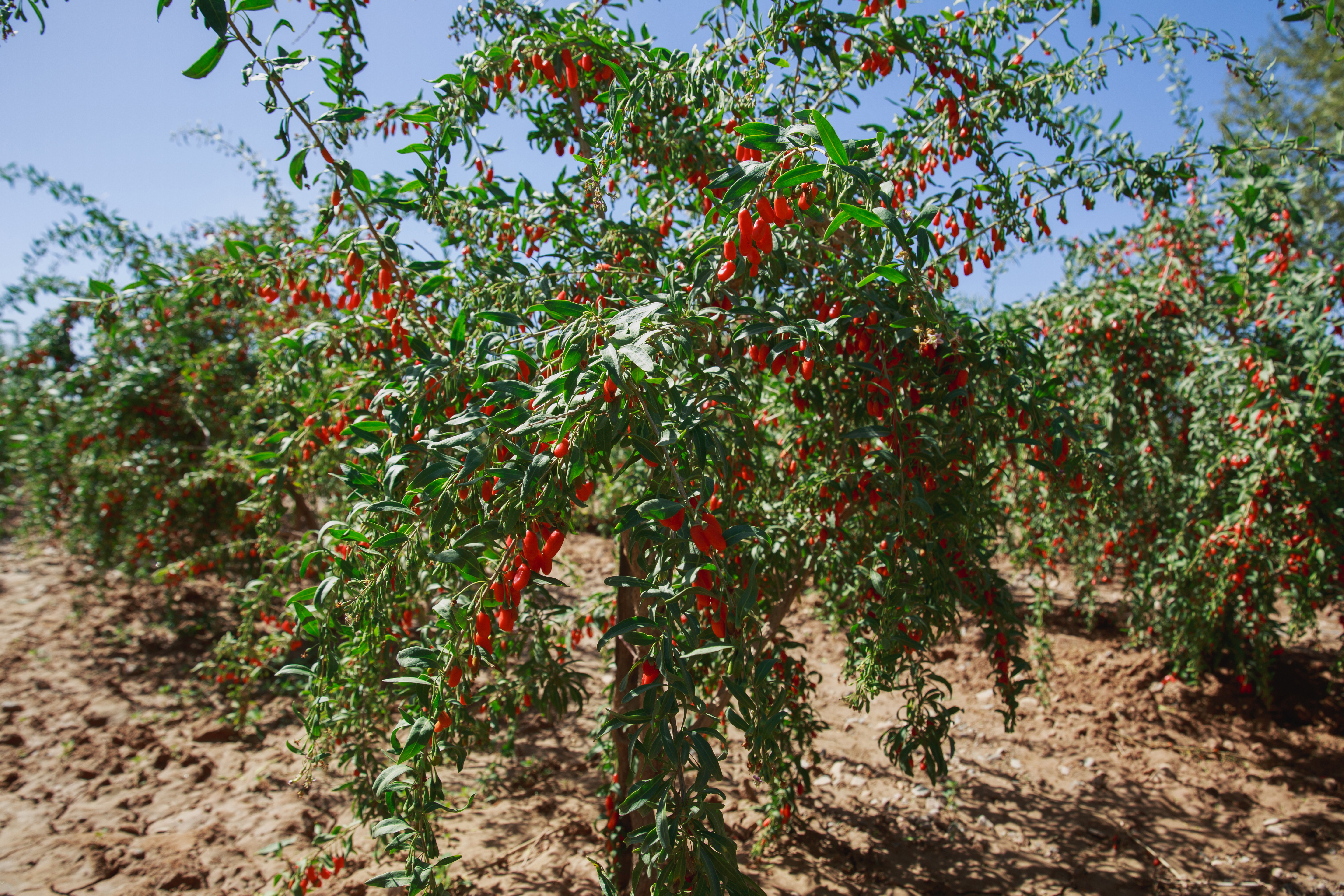 Lycium chinense - Medicinal Herbs,Shrub - Barbary Matrimony Vine ...