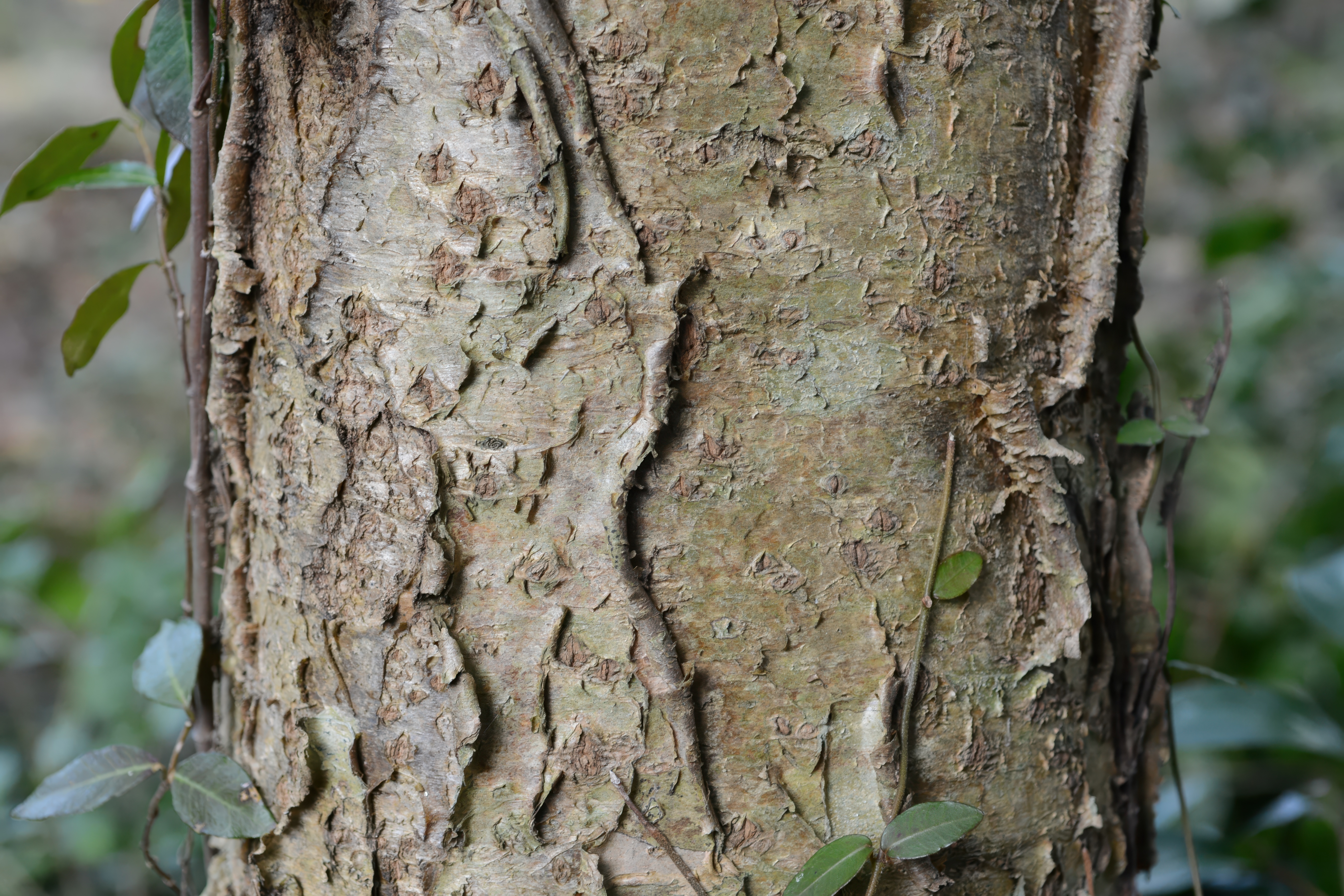 Maakia Tree Identification Maackia amurensis - Deciduous,Flowering Tree - Amur Maackia, Chinese ...