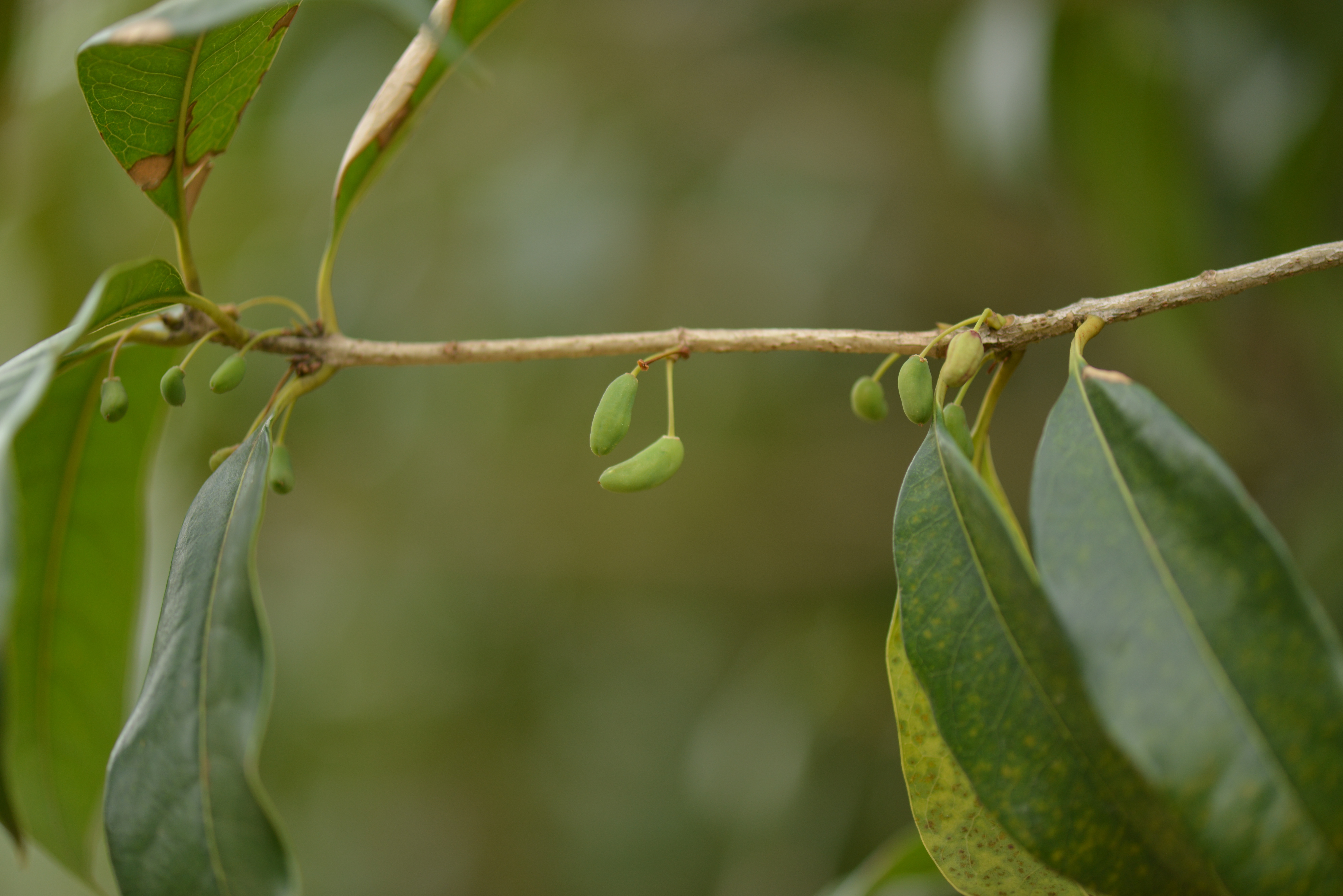 Osmanthus fragrans - Medicinal Herbs,Shrub,Web page Navigation