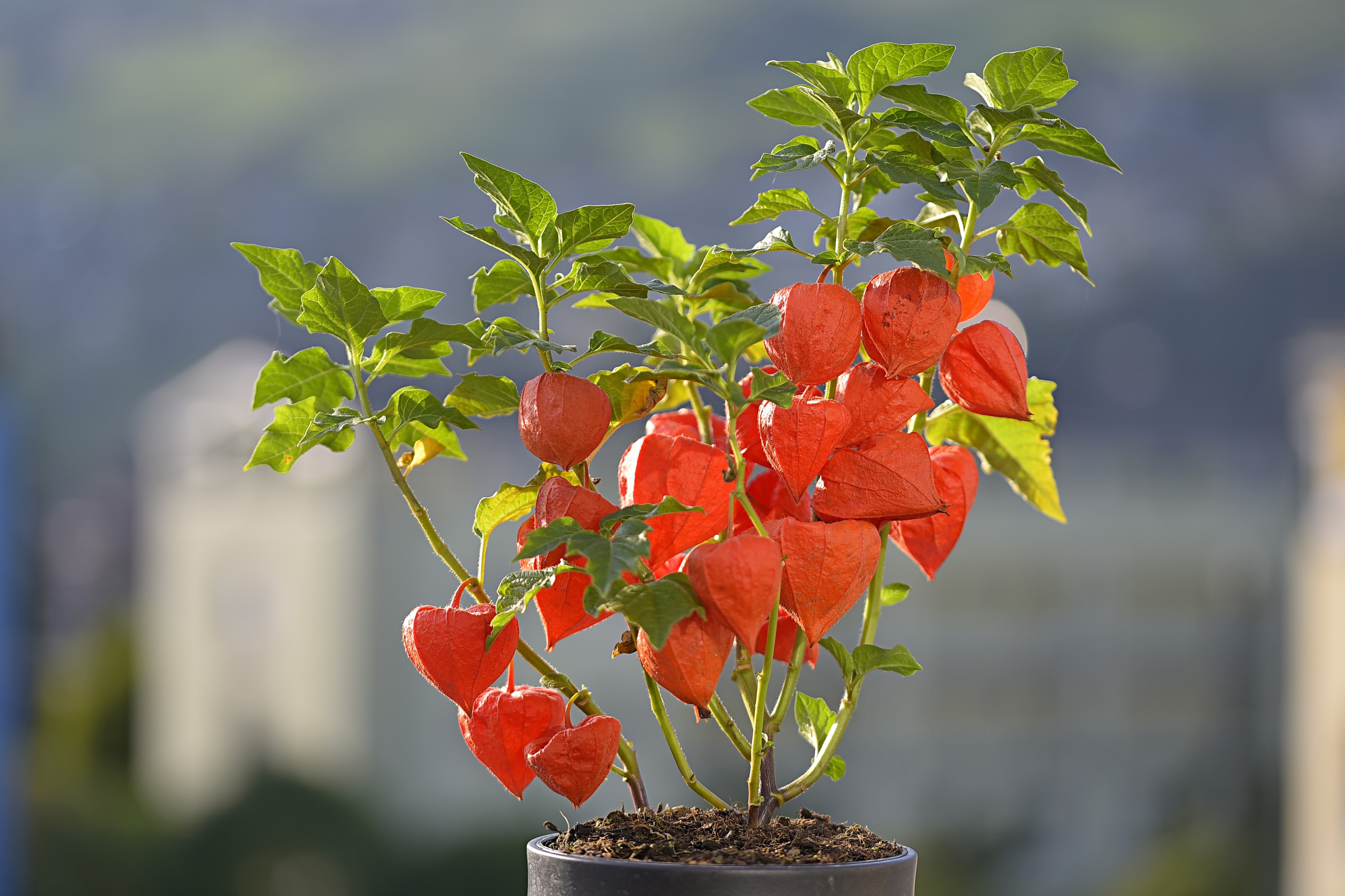 Physalis alkekengi - Herbaceous Plants,Medicinal Herbs,Perennial - Chinese  Lantern, Strawberry Groundcherry, Winter Cherry
