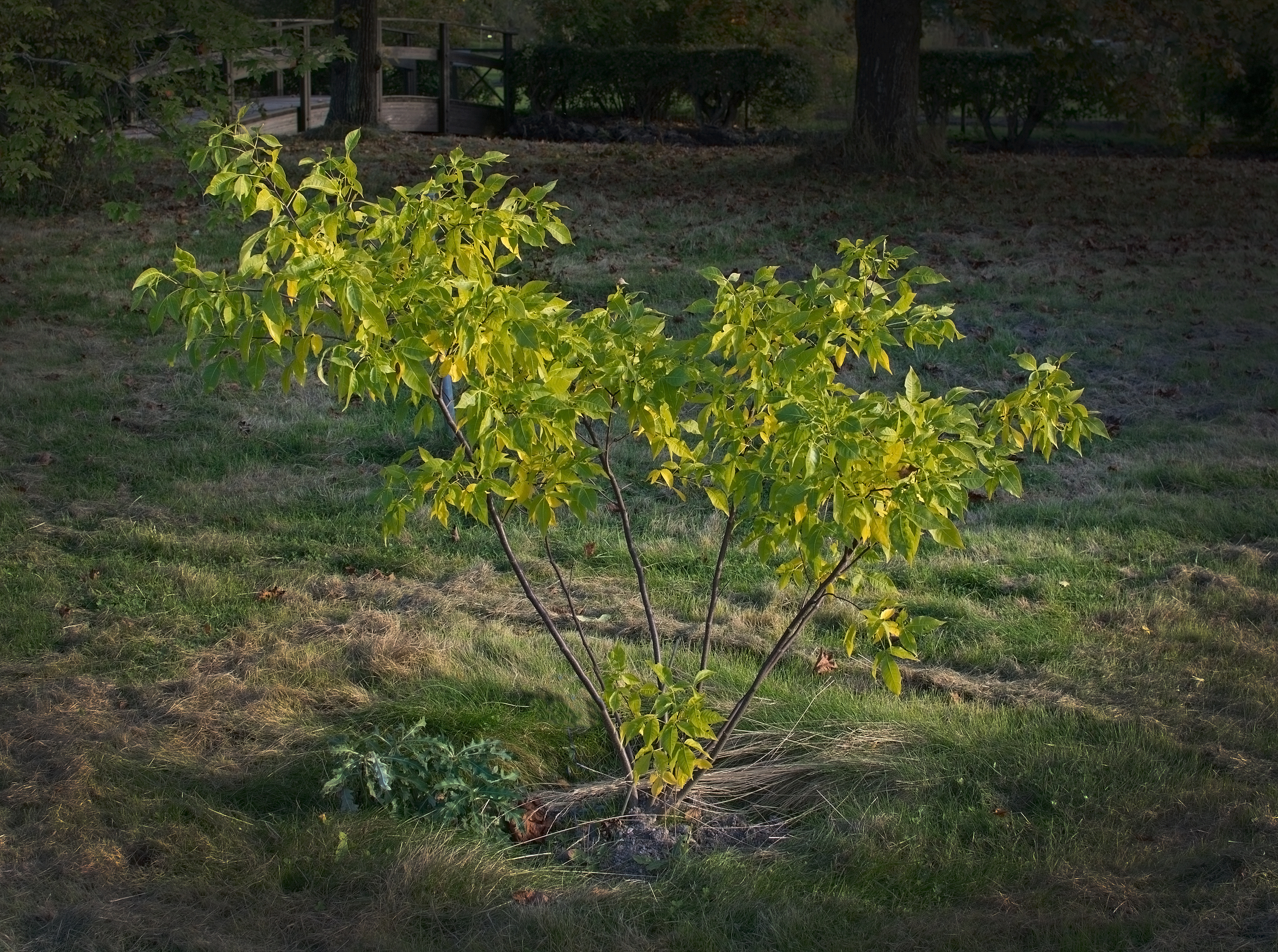 Small Hop Tree Ptelea trifoliata - Medicinal Herbs,Web page Navigation - Common ...