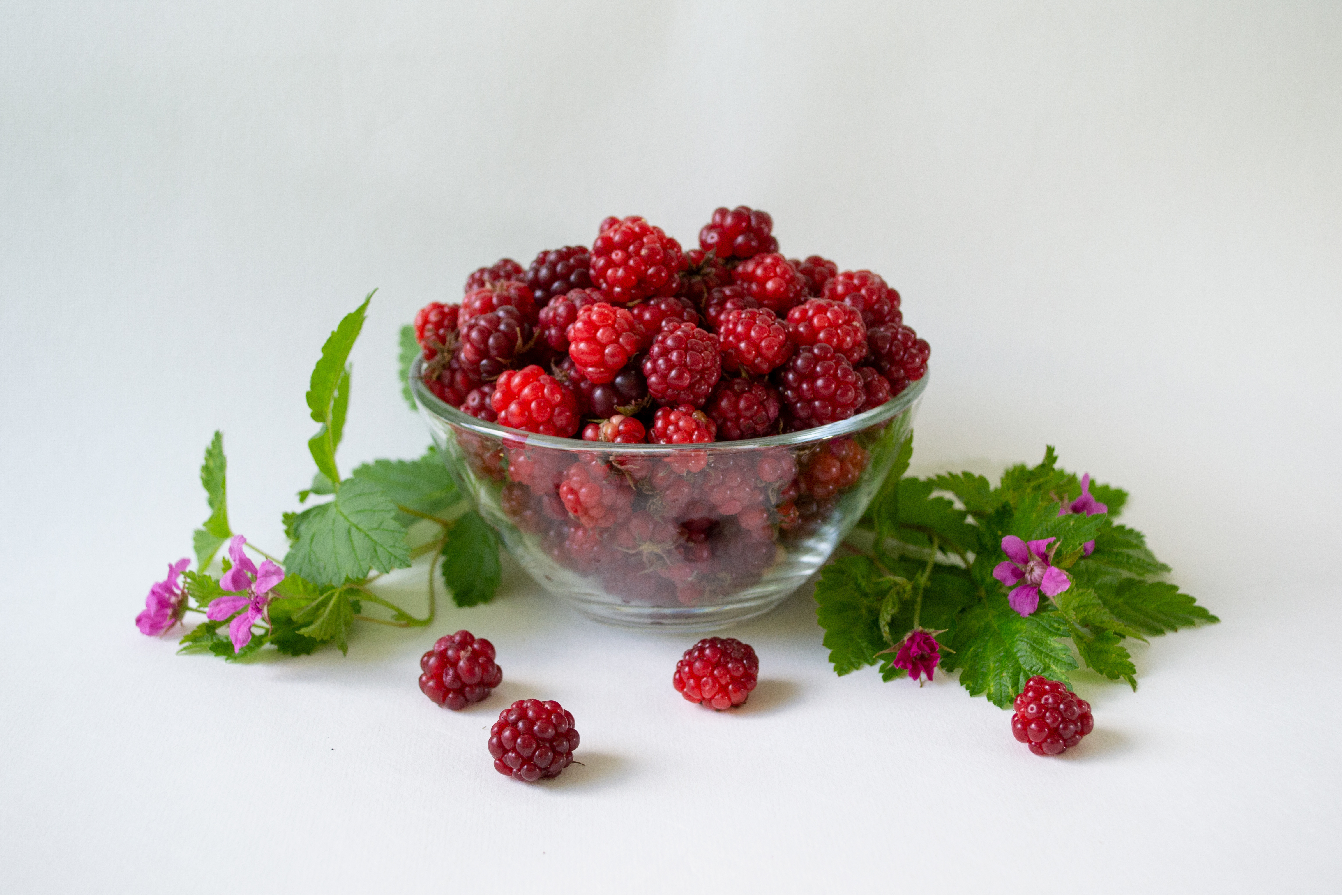 Growing Arctic Raspberry Rubus arcticus - Web page Navigation - Arctic Bramble, Arctic Raspberry
