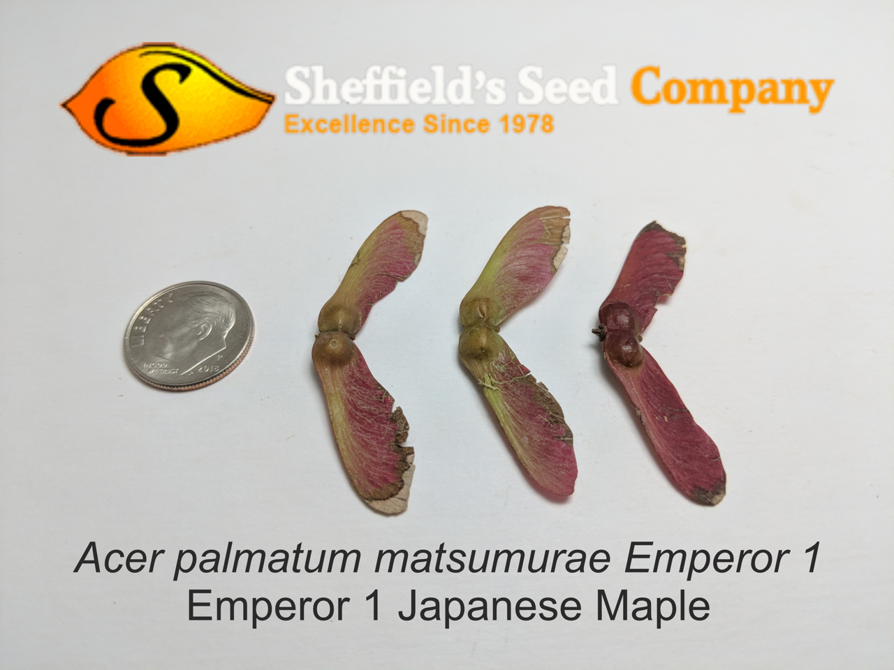 Acer Palmatum Ssp Matsumurae Emperor 1 Fresh green Seed Common acer-palmatum-ssp-matsumurae-emperor-1-fresh-green-seed-common