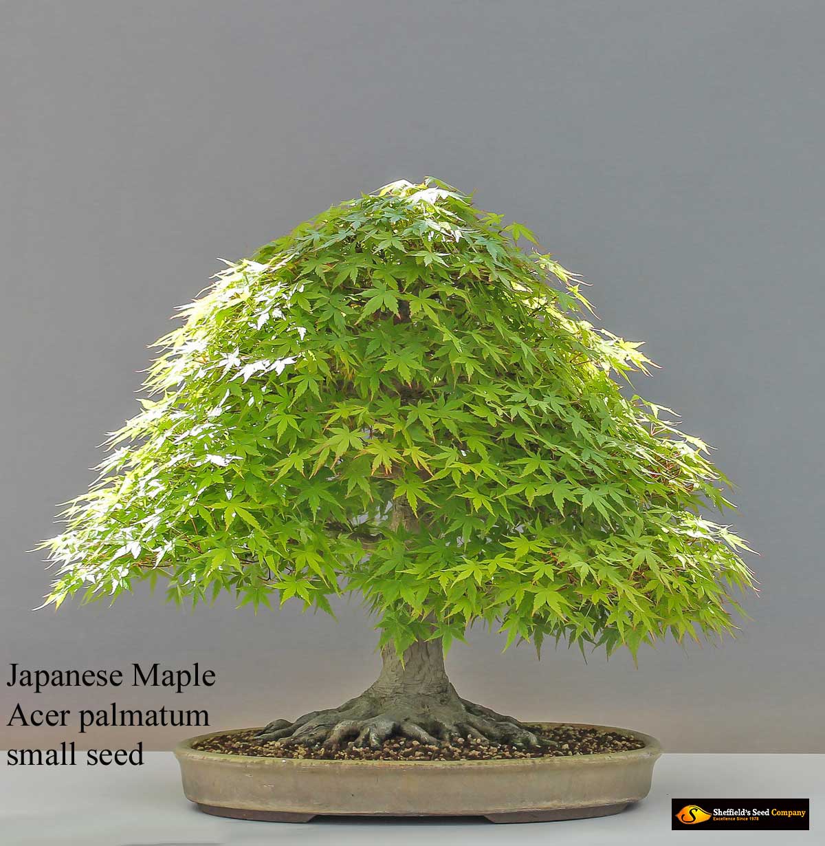 Acer palmatum small seeded - Common Bonsai,Hardwood - Japanese Maple, Small  Seeded Japanese Maple