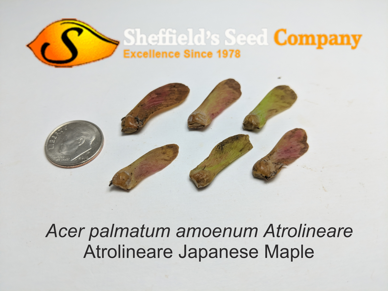Acer Palmatum Seed