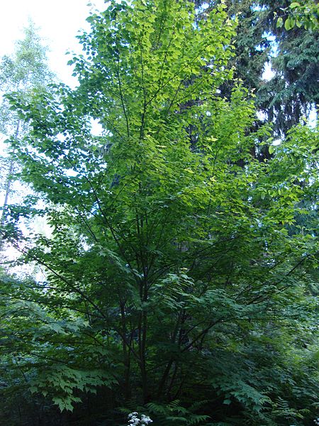 Acer barbinerve - Deciduous,Tree,Web page Navigation - Bearded Maple