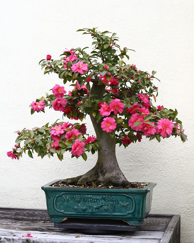 Camellia sasanqua 'Asakura' | Piedmont Carolina Nursery