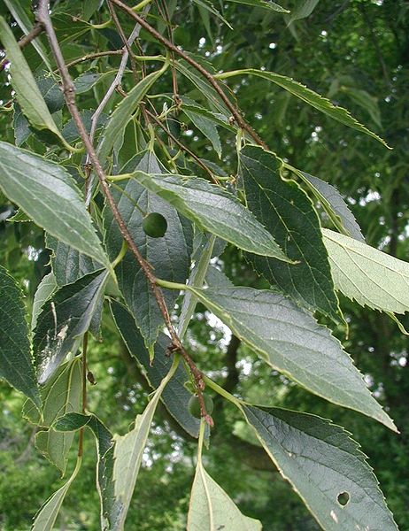 Celtis caucasica - Common Bonsai,Deciduous - Caucasian Hackberry