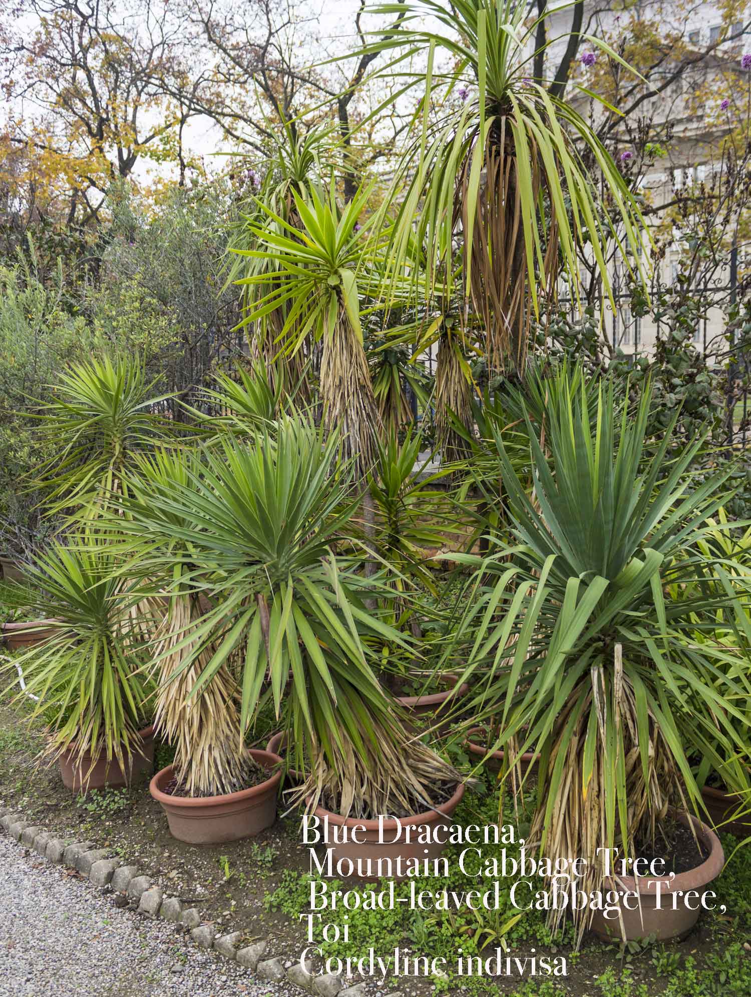 Cordyline indivisa - Evergreen Leaves - Blue Dracaena, Broad-leaved Cabbage  Tree, Mountain Cabbage Tree, Toi