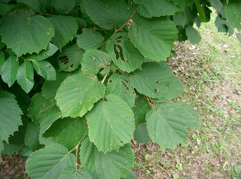 Corylus heterophylla Shrub, page Navigation Asian Hazel