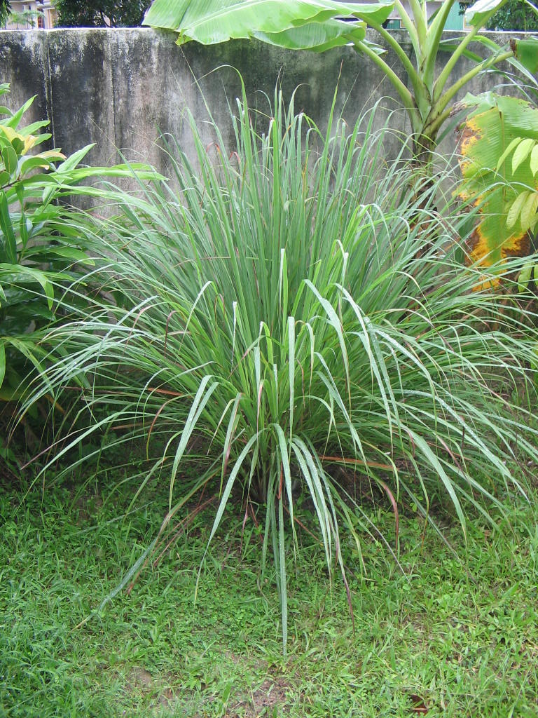 Cochin