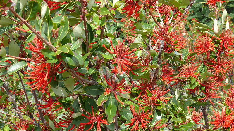 Embothrium coccineum - Shrub - Chilean Fire Bush, Chilean Firebush