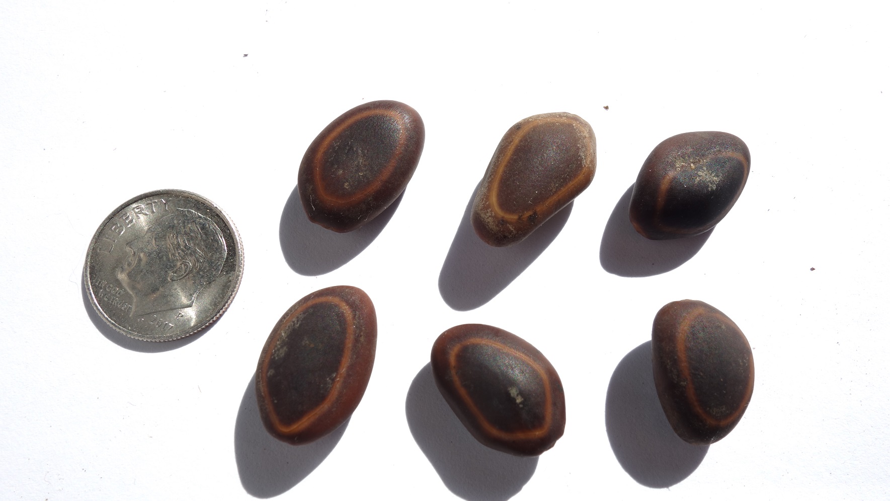 Enterolobium cyclocarpum - Shade Tree,Tree,Web page Navigation ...
