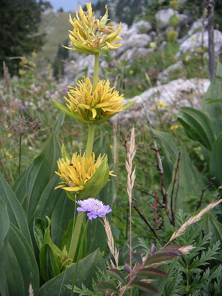 Gentiana lutea - Herbaceous Plants,Medicinal Herbs,Perennial,Wildflowers -  Yellow Gentian