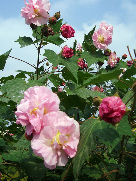 Hibiscus mutabilis - Flower,Medicinal Herbs,Perennial,Shrub,Shrub and ...