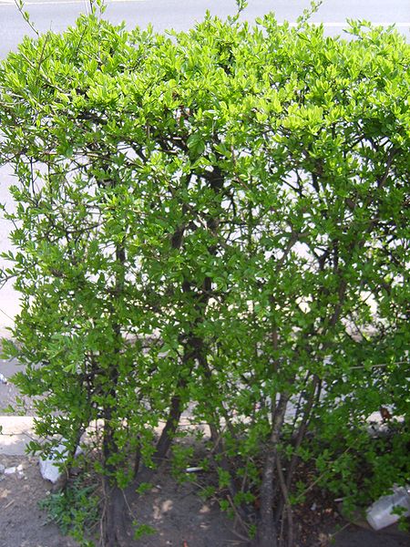 White indigo berries highlight of Florida trip