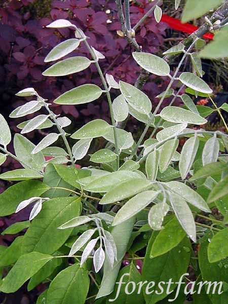 Maakia Tree Identification Maackia hupehensis - Flowering Tree - Chinese Maackia