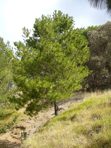 Pinus greggii - Conifer - Gregg's Pine