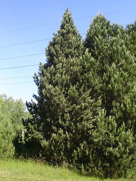 Pinus mugo var. rostrata - Common Bonsai,Conifer - Mountain Pine, Mugo ...