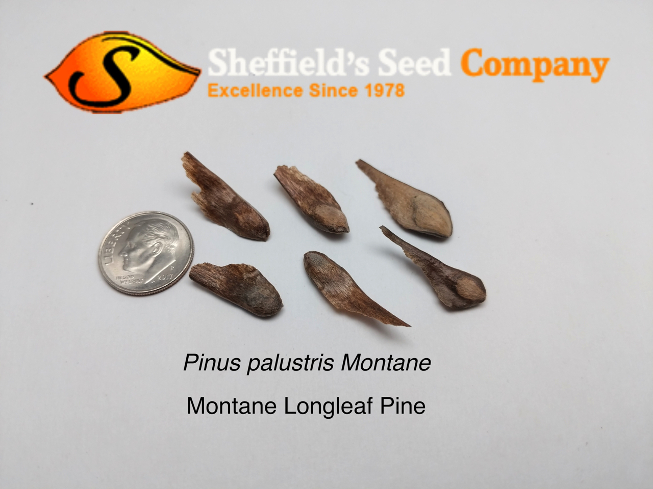 Monwane Tree Pinus palustris Montane - Conifer,Tree,Web page Navigation - Longleaf ...