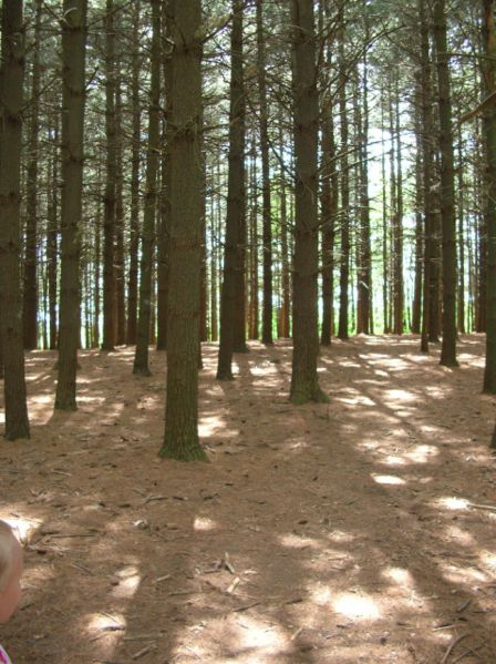 Pinus strobus North Carolina - Conifer - Eastern White Pine, Northern ...