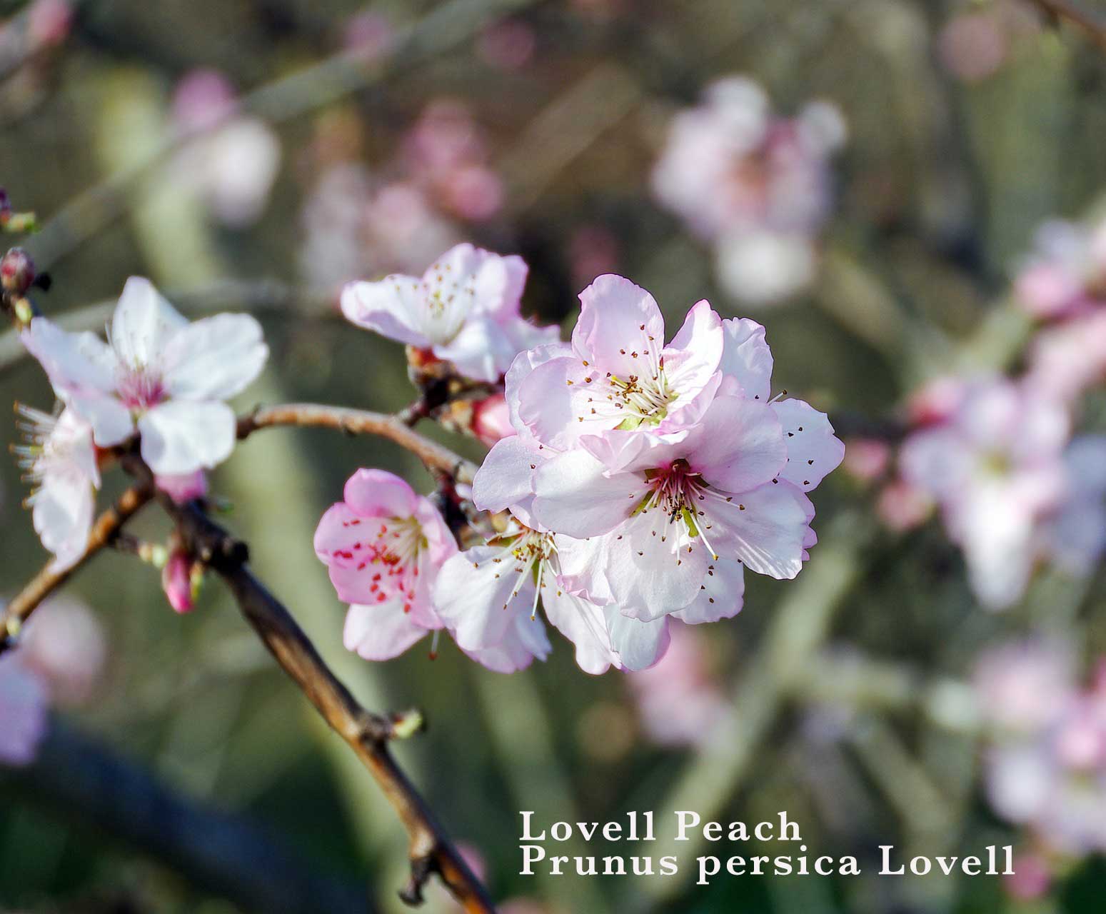 Prunus persica var. Lovell - Common Bonsai,Deciduous,Edible Fruit/Nuts ...