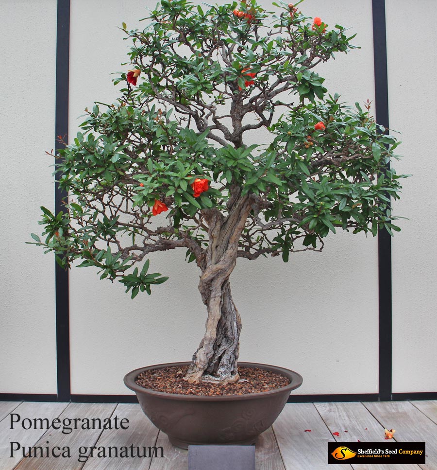 Punica granatum - Common Bonsai,Shrub - Pomegranate, Pomegranite