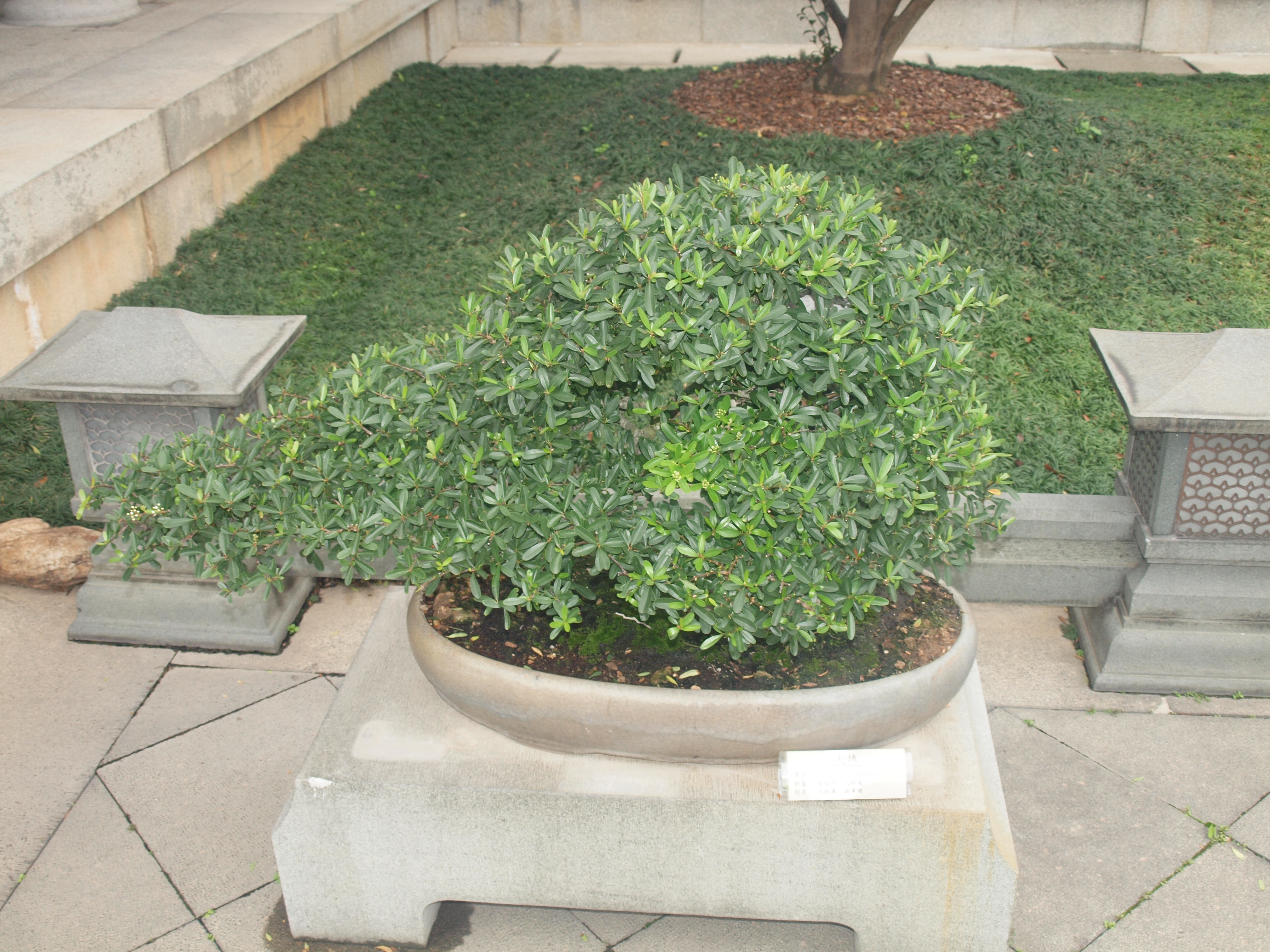 Pyracantha fortuneana - Common Bonsai,Medicinal Herbs,Shrub,Web page ...