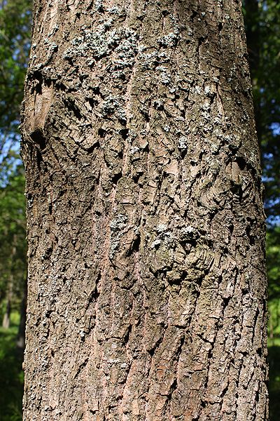 Quercus coccinea - Deciduous,Hardwood,Medicinal Herbs - Scarlet Oak