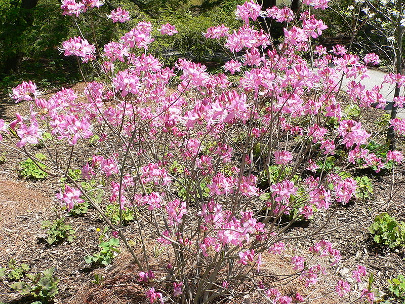 Pinkshell Azalea Rhododendron vaseyi - Common Bonsai,Shrub - Pinkshell Azalea, Pinkshell ...