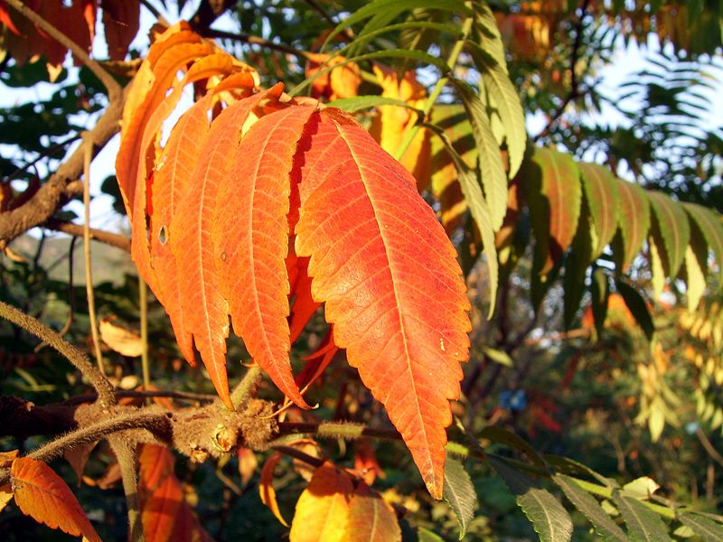 Rhus typhina Deciduous,Edible Fruit/Nuts,Ornamental Fruit Staghorn