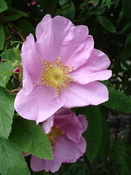 Rosa davurica - Shrub - Amur Rose, Cinnamon Rose, Daurian Rose