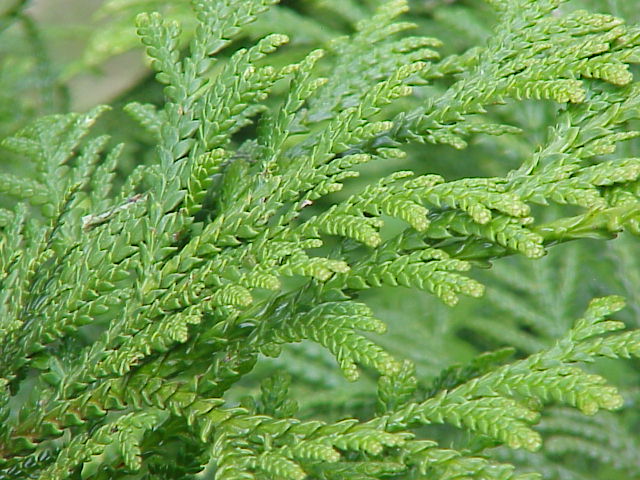 Sheffield's Seed Company