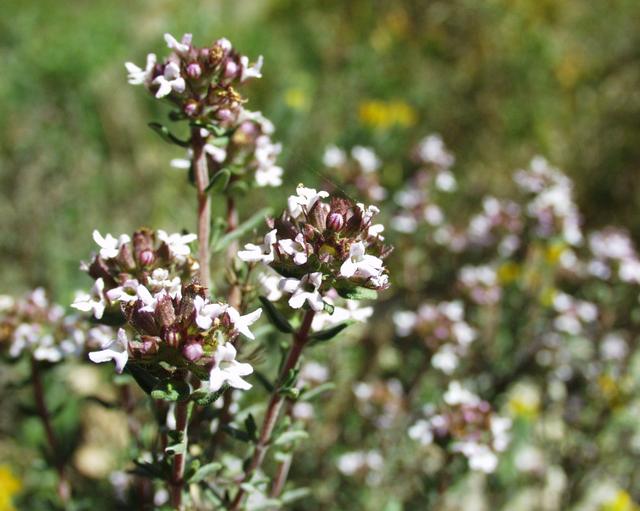 Thymus vulgaris - Herb,Herbaceous Plants,Medicinal Herbs - Garden Thyme