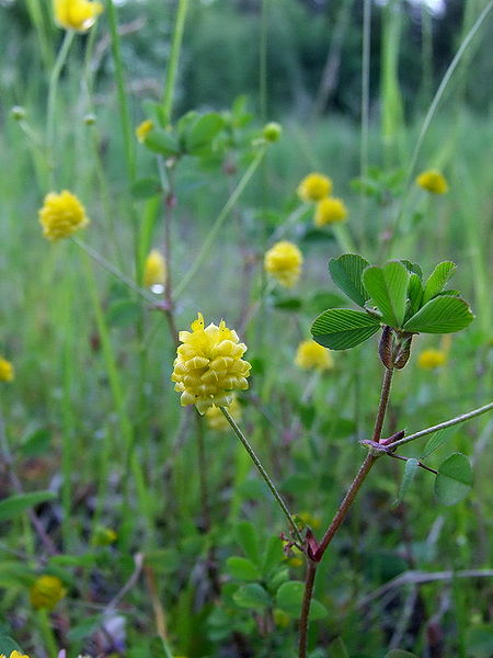 Trifolium campestre - Herbaceous Plants,Perennial - Field Clover