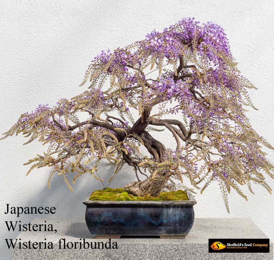 wisteria様 3点まとめ Blue Chinese Wisteria Tree | Plant Addicts