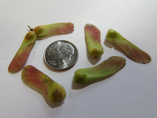 Acer palmatum ssp. amoenum 'Koto-no-ito' fresh/green seed - Bonsai ...