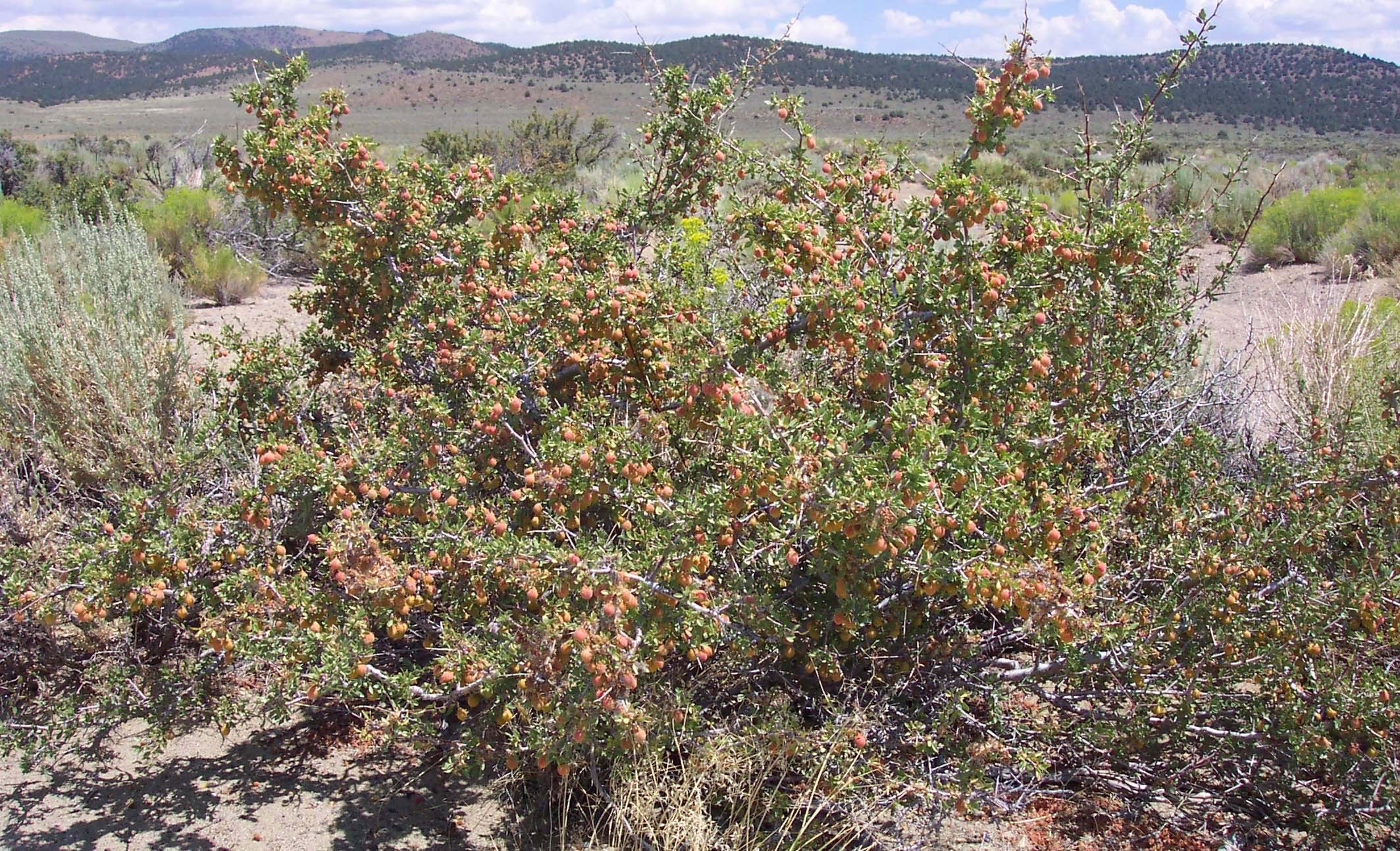 Prunus andersonii - Flowering Tree - Desert Peach