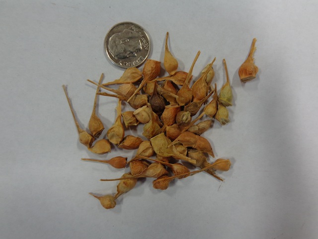 Acer grandidentatum - Hardwood - Bigtooth Maple, Canyon Maple, Limerock ...