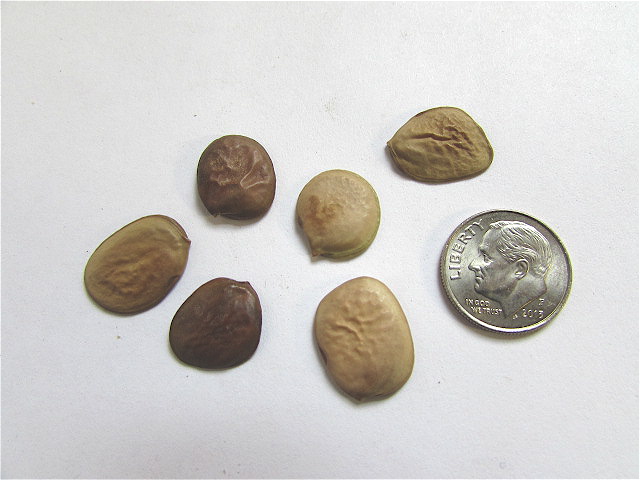 Sheffield's Seed Company