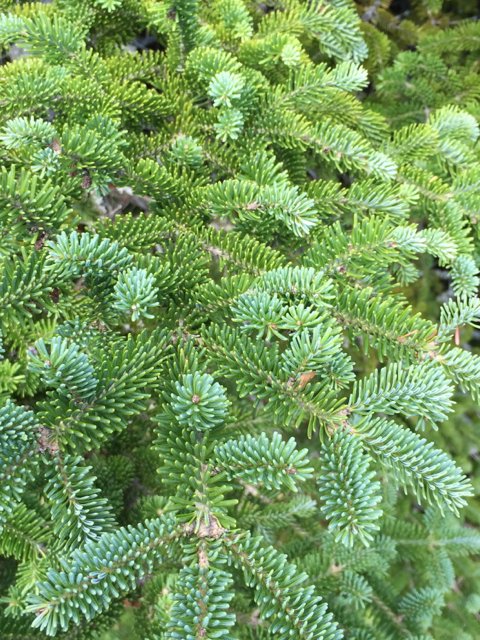 Abies balsamea Nova Scotia - Conifer,Medicinal Herbs - Balsam Fir