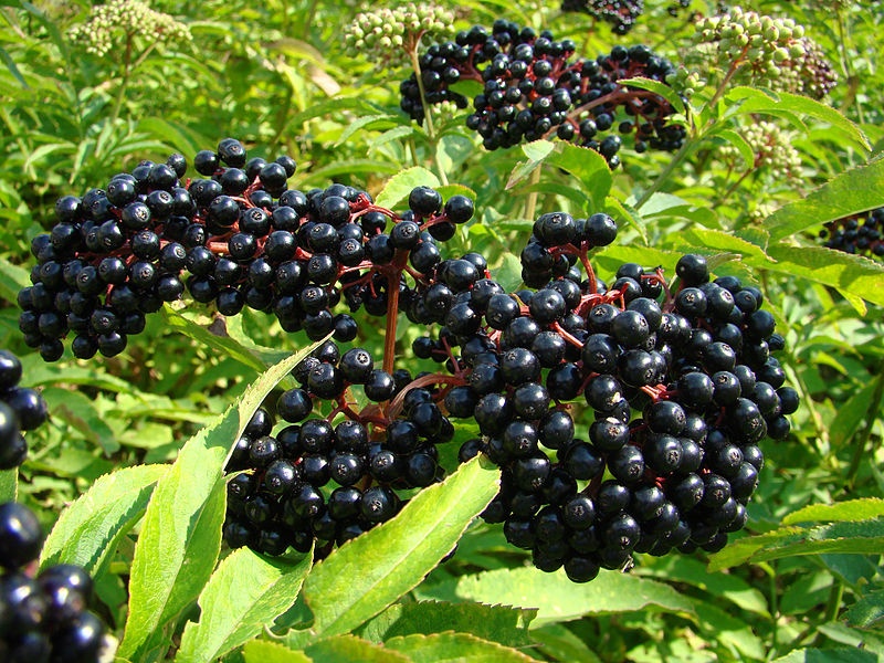 Elder Blackberry