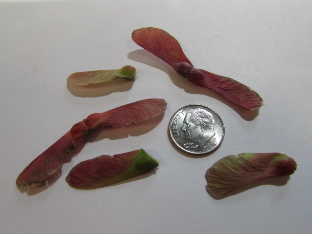Acer palmatum ssp. amoenum 'Ichigyoji' fresh/green seed - Common