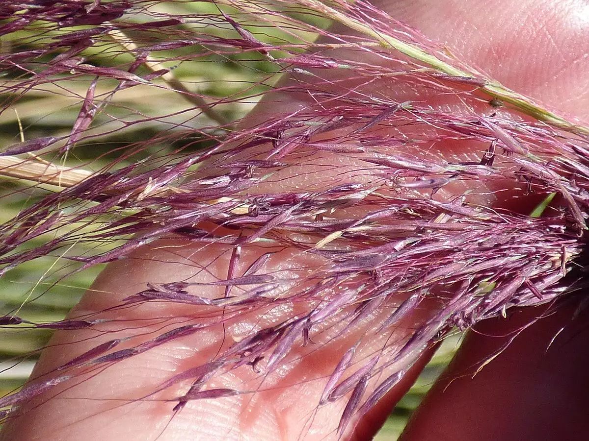 30 Pink Muhly Grass Seeds Perennial Muhlenbergia Capillaris -  Portugal