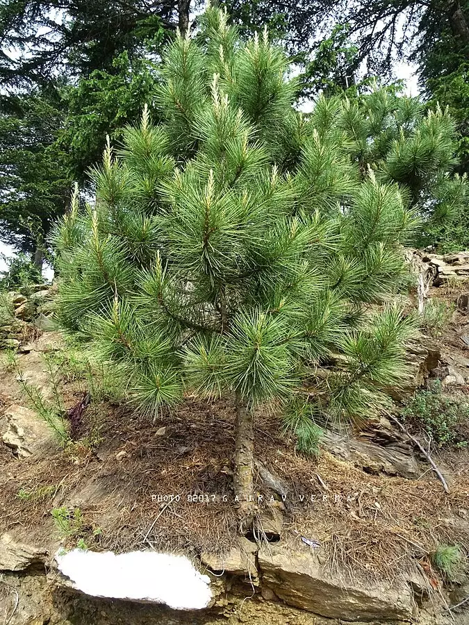 Pine - Wikipedia
