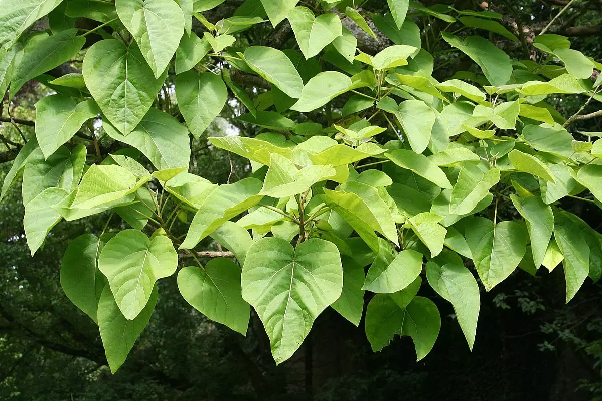Paulownia tomentosa - biomasse