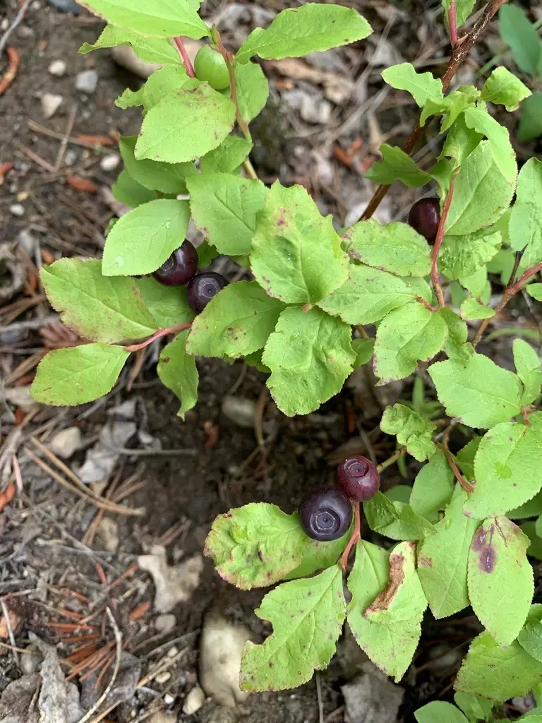 File:Alaska wild berries.jpg - Wikipedia